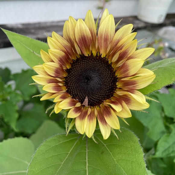 Meet your Posher, Angela - Picture 11 of 12